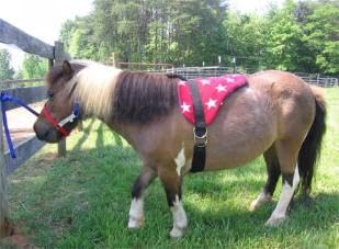 Turquoise Saddle Pad Set D49251
