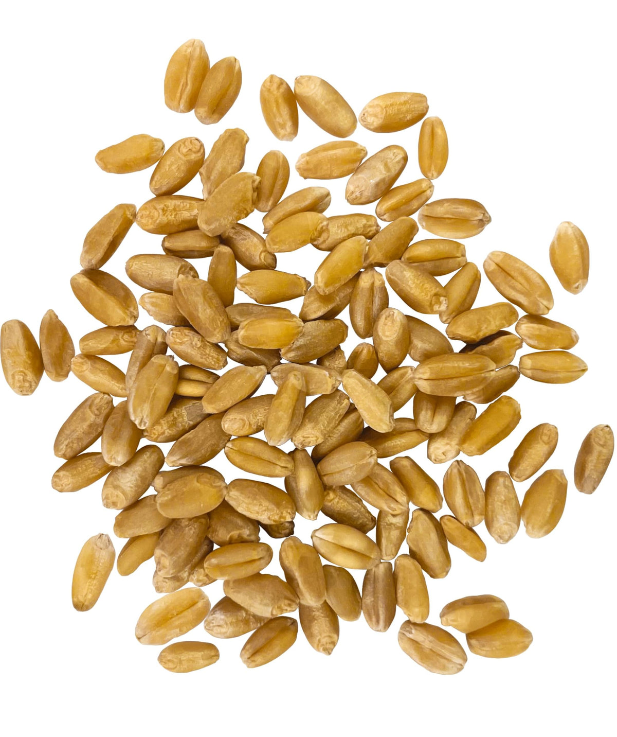 Hard White Wheat Berries 100 lbs J31174