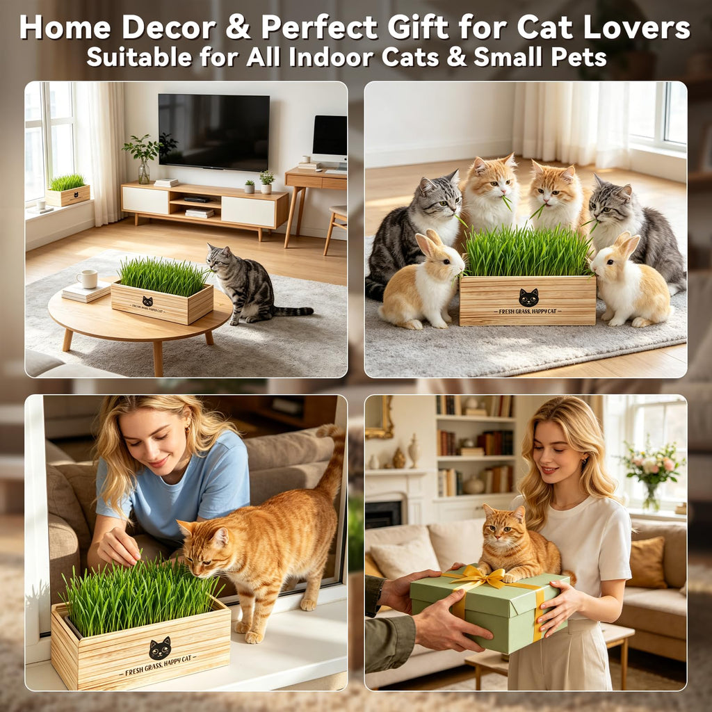 Cat Grass Kit Indoor Non-GMO Wheatgrass Seeds Growing Set K891