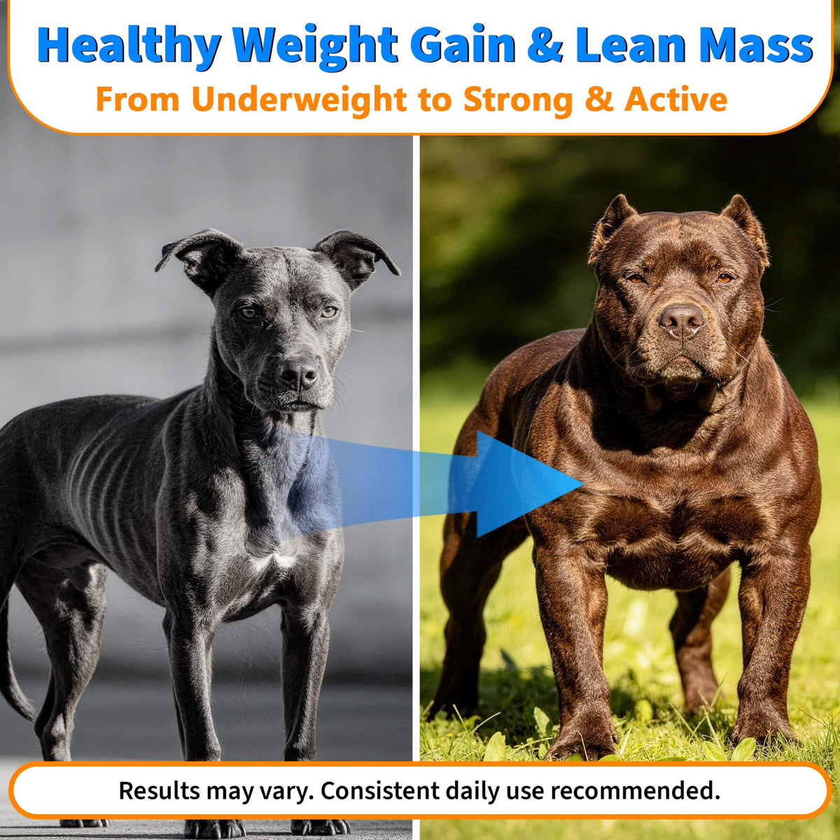 Dog Weight Gainer Soft Chews C86596